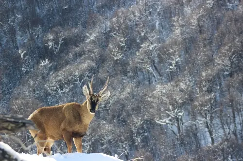Día del Huemul: ¿Sigue en peligro la especie endémica presente en nuestro escudo nacional? - Fulloutdoor