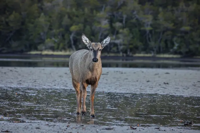 Día del Huemul: ¿Sigue en peligro la especie endémica presente en nuestro escudo nacional? - Fulloutdoor