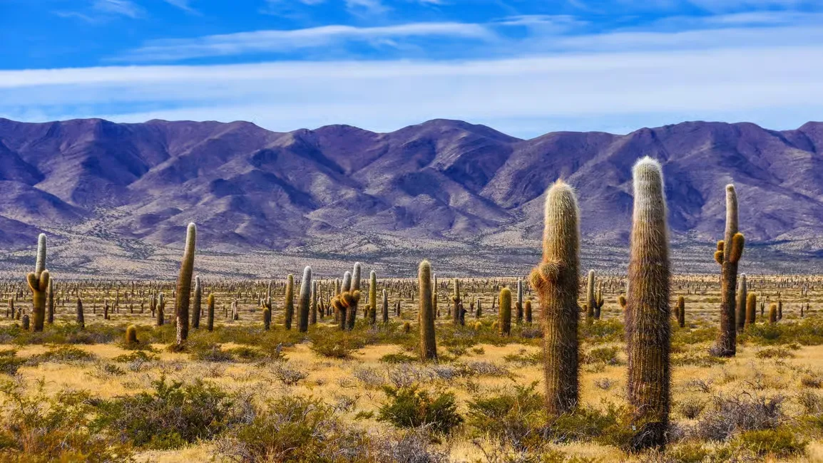 Desde Salta: Excursión al Parque Nacional de Cachi y Los Cardones - Fulloutdoor
